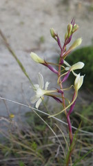 Disa