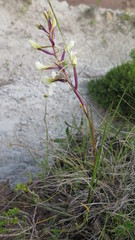 Disa