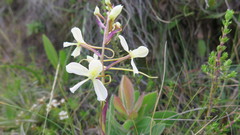 Disa