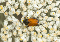 Phyllotocus rufipennis