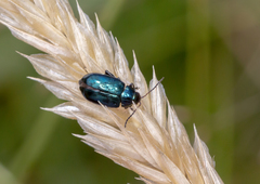 Arsipoda chrysis