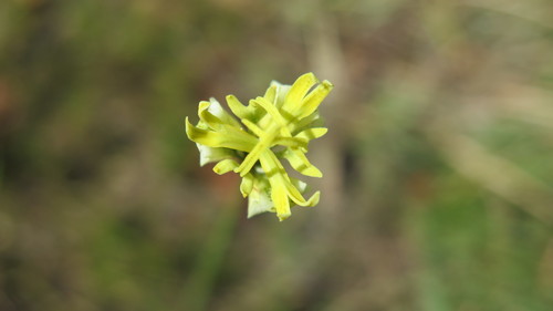 Moraea trifida image