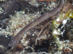 Girardia tigrina