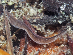 Girardia tigrina