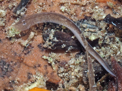 Girardia tigrina