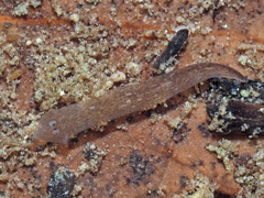 Girardia tigrina