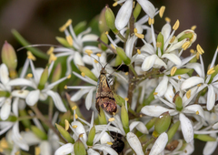 Nemophora sparsella