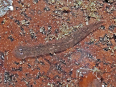 Girardia tigrina