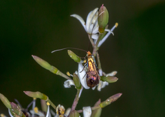 Nemophora sparsella