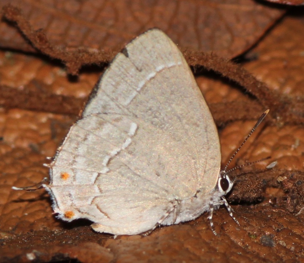 Nicolaea pyxis