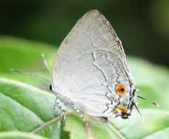 Strephonota carteia
