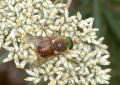 Scaptia abdominalis