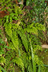 Lindsaea viridis