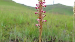 Satyrium longicauda var. jacottetianum image