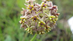 Asclepias vicaria image