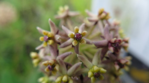 Asclepias vicaria image