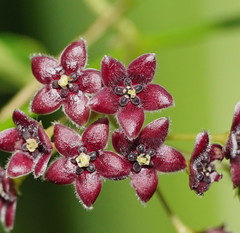 Vincetoxicum barbatum