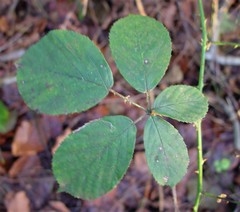 Rubus errabundus