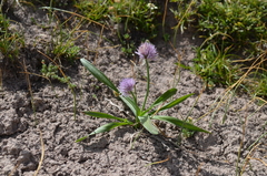 Allium platyspathum