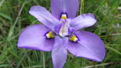 Moraea inclinata