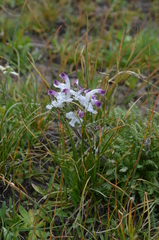 Pedicularis cheilanthifolia