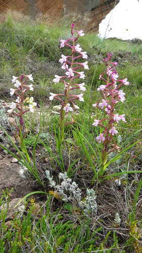 Image of Berg Disa (Disa oreophila) by (c) Suvarna Parbhoo Mohan, some rights reserved (CC BY-SA)