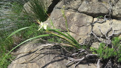 Moraea alticola