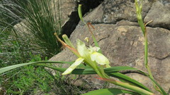 Moraea alticola