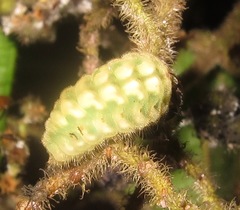 Parrhasius polibetes