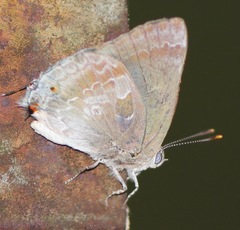 Michaelus thordesa