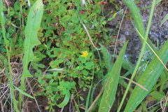 Hypericum humifusum