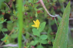 Hypericum humifusum