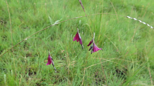 Dierama dracomontanum image