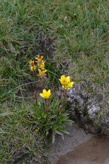 Saxifraga hirculus