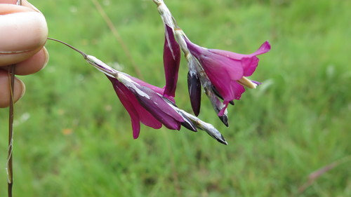 Dierama dracomontanum image