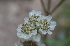 Hymenolaena pimpinellifolia