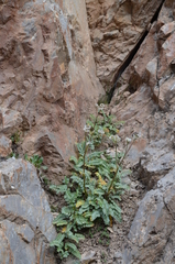 Hymenolaena pimpinellifolia