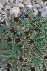 Hymenolaena pimpinellifolia