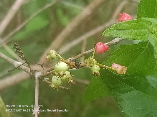 Syzygium polyanthum, photograph 1