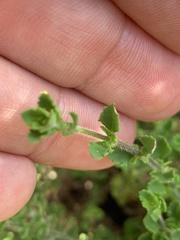 Chaenostoma hispidum