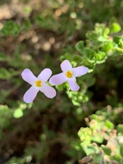 Chaenostoma hispidum