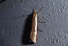 Orocrambus flexuosellus