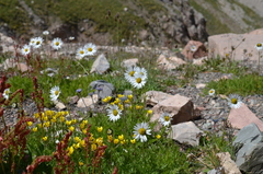 Tanacetum richterioides