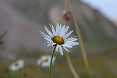 Tanacetum richterioides