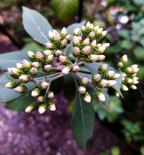 River Bittertea