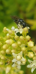 Hylaeus capitosus