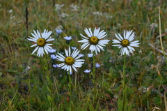 Tanacetum richterioides