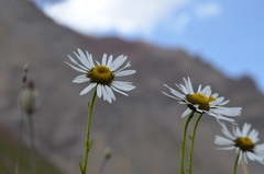 Tanacetum richterioides