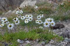 Tanacetum richterioides