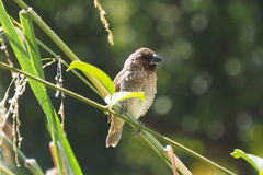 Lonchura punctulata